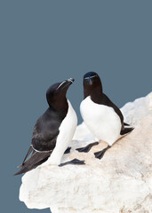 Wall Mural - close up of two razorbills perched on an edge of a cliff
