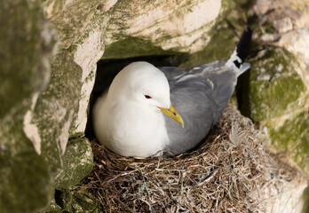 Wall Mural - close up of a kittiwake nesting on a cliff edge