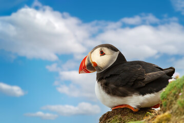 Wall Mural - close up of atlantic puffin against blue sky