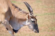 Eland Antelope Grazing In The Meadow. High Quality Photography.
