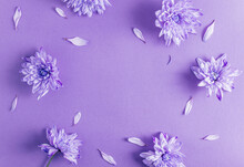 Floral Pattern With Purple Chrysanthemum Flowers On Lilac Trendy Background.
