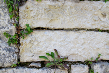 Abstract plant background of the wall, A green climbing creeping plant with small leaves on the wall of a house made of large old light stones and bricks