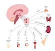 Pituitary gland illustration and each hormone excitation in human body and each organ.