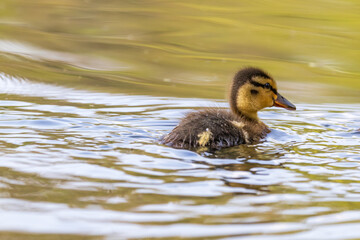 Wall Mural - Beautiful little duck cub swims in the water of the pond. Its image is reflected in the water of the pond. He has drops of water on his head.