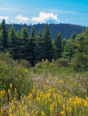 Wall Mural - Black Balsam and Graveyard Fields in Pisgah National Forest on the Blue Ridge Parkway