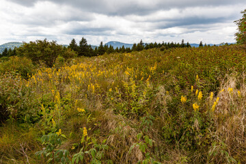 Wall Mural - Black Balsam and Graveyard Fields in Pisgah National Forest on the Blue Ridge Parkway