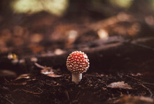 Small Fly Agaric In The Forest. Amanita Muscaria Poisonous Mushroom. A Beautiful Mushroom With A Red Cap And White Dots.
