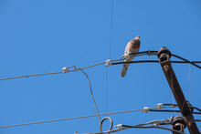Mourning Dove Perched On A Rusty Metal Pole. Tangled Electrical Cables