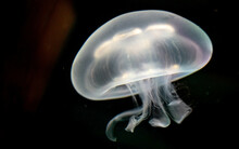White Jelly Fish With Strong Lights
