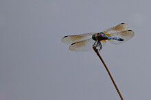 Blue Dasher Dragonfly Skimmer Male Closeup Hovering On A Twig Taken From The Rear Abdomen Side. Space For Text