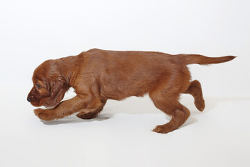 Wall Mural - brown adorable Irish setter puppy. photo shoot in the studio on a white background