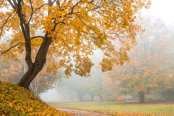 autumn tree with colorful foliage in forest or park on foggy morning. fall landscape background with