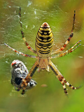 Wasp Spider And It's Prey. Macro Photography Of Spider Argiope Bruennichi Eating Fly.