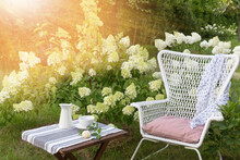 Romantic Seating Area In The Garden, Wooden Table And White Wicker Chair Near Large Blooming Hydrangea Bushes