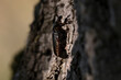 IUCN Red List and EU Habitats Directive insect specie Hermit beetle Osmoderma eremita (sin. O.barnabita) on oak tree bark. This black beetle is dweller of old hollow trees in park type landscapes.