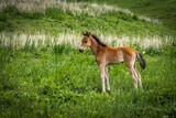 Fototapeta  - foal on mountain pasture, kyrgyzstan, central asia, 