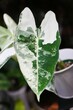 The white and green marbled leaf of Alocasia Frydek variegated plant