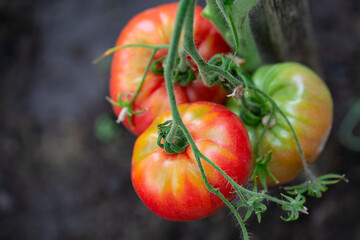 Canvas Print - tomatoes growing in a green house