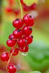 Canvas Print - red currants growing in garden