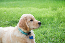 Closeup Side Portrait Of Golden Retriever Puppy On Green Grass