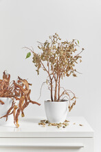 Withered Houseplants With One Green Leaf