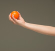 © serhii - female hands holding an orange sponge ball on a gray background isolated