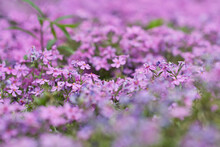 Purple Phlox Subulata Flowers