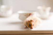 Teddy Bear Hamster In A Tea Cup
