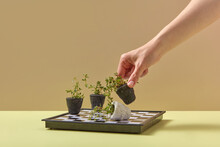 Hand Using Plants To Play Chess