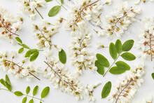 Acacia Blossom Over White Marble Background.