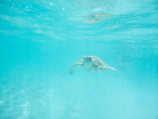 Wall Mural - Sea turtles swimming in the bahamas