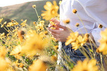 Attractive Young Woman In Field Of Yellow Flowers 