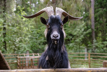 Goat Behind Bars
