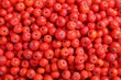 Leinwandbild Motiv Top view of many red rowan berries as background, closeup