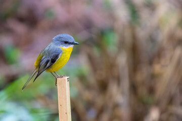 Wall Mural - Eastern yellow robin (Eopsaltria australis) perched on a post in the forest