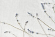 © Yaroslav Danylchenko/Stocksy - Lavender flowers on linen cloth.