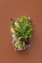 Dry Wood With Green Fern.