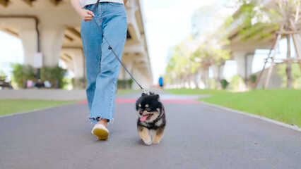 Happy young asian woman walking on the road in the park with her dog. Pet lover concept