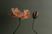 Two Poppies On Green Background