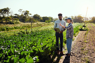 Wall Mural - Farmers using a digital tablet while talking in an organic vegetable garden. Farm workers in a nursery tracking produce growth online. Entrepreneurs planning harvest together on agricultural land