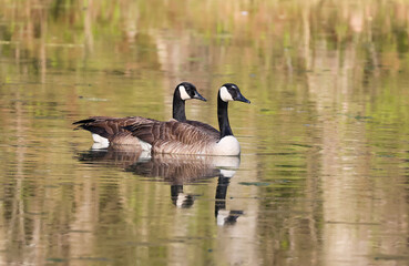 canadian geese mated pair swimming at garden lake in rome georgia.