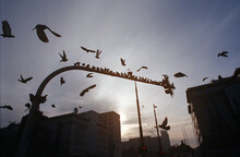 Silhouettes Of Pigeons On The Background Of The Evening City