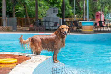 Wall Mural - Golden Retriever playing in the pool