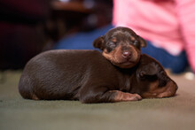 Chocolate  And Tan Miniature Pinscher Puppies