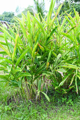 Sticker - Galangal plant on nature galangal leaves, galangal tree plantation with green leaves on the summer in the vegetable garden for food or herb