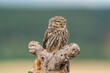 © Marilar Irastorza/Stocksy - Little Owl (Athene Noctua) Portrait
