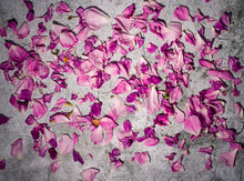 Rose Petals On Concrete.