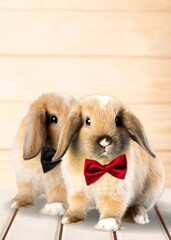 Canvas Print - Cute rabbits on a bright background in a bow. funny animal