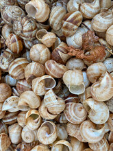 Empty Snail Shells
