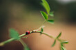 © Balazs Kovacs/Stocksy - ladybug on a leaf